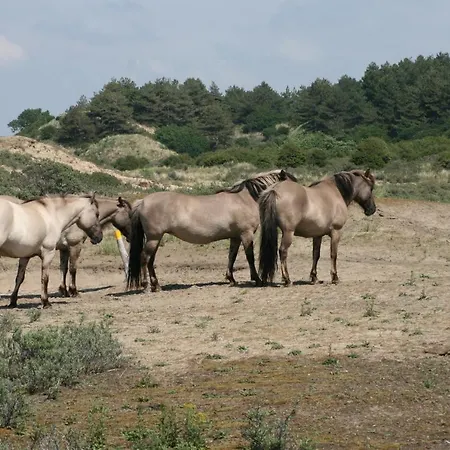 The Butterfly Luxe Met Private Parking Semesterbostad Zandvoort