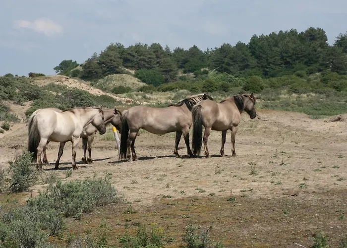 The Butterfly Luxe Met Private Parking Semesterbostad Zandvoort